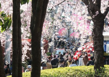 Senso Temple Asakusa - Cherery blossom.