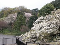 The gardens in the Imperial Palace
